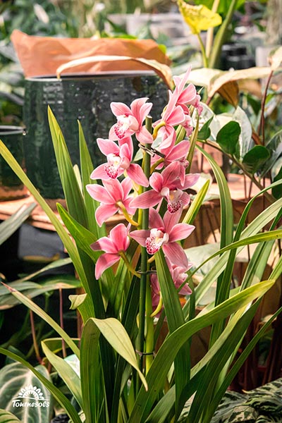 cymbidium jolly red